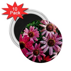 Pink Asters 2 25  Magnets (10 Pack)  by okhismakingart