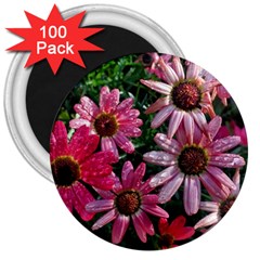 Pink Asters 3  Magnets (100 Pack) by okhismakingart