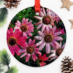 Pink Asters Round Ornament (two Sides) by okhismakingart