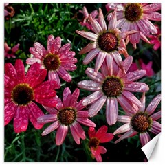 Pink Asters Canvas 20  X 20  by okhismakingart