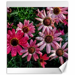 Pink Asters Canvas 20  X 24  by okhismakingart