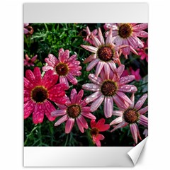 Pink Asters Canvas 36  X 48  by okhismakingart