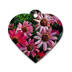 Pink Asters Dog Tag Heart (one Side) by okhismakingart