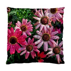 Pink Asters Standard Cushion Case (two Sides) by okhismakingart