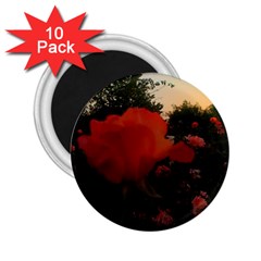 Rose Landscape 2 25  Magnets (10 Pack)  by okhismakingart