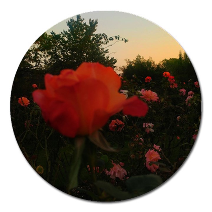 Rose Landscape Magnet 5  (Round)