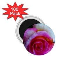 Spiral Rose 1 75  Magnets (100 Pack)  by okhismakingart