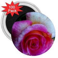 Spiral Rose 3  Magnets (100 Pack) by okhismakingart