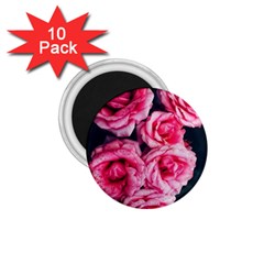 Pink Roses Ii 1 75  Magnets (10 Pack)  by okhismakingart