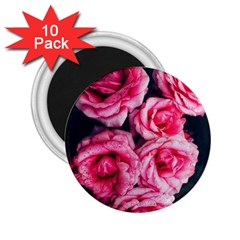 Pink Roses Ii 2 25  Magnets (10 Pack)  by okhismakingart