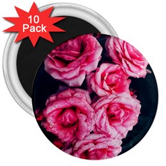 Pink Roses Ii 3  Magnets (10 Pack)  by okhismakingart