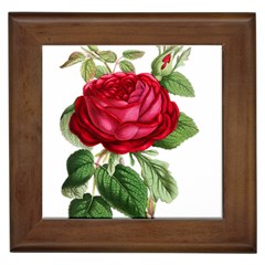 Rose - Vintage Framed Tiles by WensdaiAmbrose