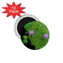 Lily Pond 1 75  Magnets (10 Pack)  by okhismakingart