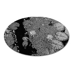 Black And White Lily Pond Oval Magnet by okhismakingart