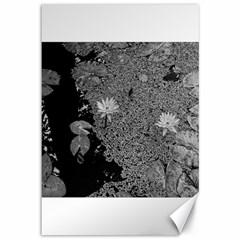 Black And White Lily Pond Canvas 12  X 18  by okhismakingart