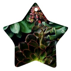 Succulents Ornament (star) by okhismakingart