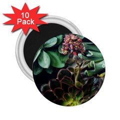 Succulents 2 25  Magnets (10 Pack)  by okhismakingart