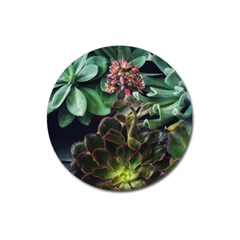 Succulents Magnet 3  (round) by okhismakingart