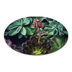 Succulents Oval Magnet by okhismakingart