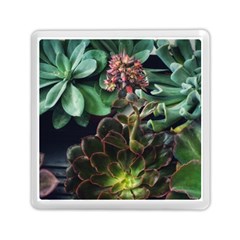 Succulents Memory Card Reader (square)