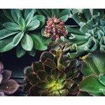 Succulents Deluxe Canvas 14  x 11  (Stretched) 14  x 11  x 1.5  Stretched Canvas