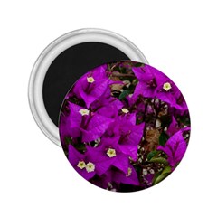 Bougainvillea  2 25  Magnets by okhismakingart