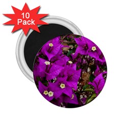 Bougainvillea  2 25  Magnets (10 Pack)  by okhismakingart