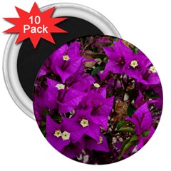 Bougainvillea  3  Magnets (10 Pack)  by okhismakingart