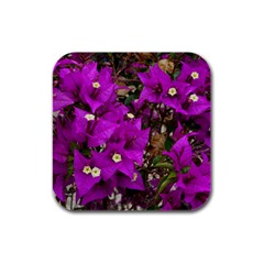 Bougainvillea  Rubber Square Coaster (4 Pack)  by okhismakingart