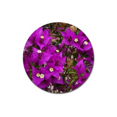 Bougainvillea  Magnet 3  (round) by okhismakingart