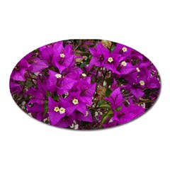 Bougainvillea  Oval Magnet by okhismakingart