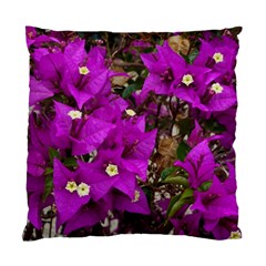 Bougainvillea  Standard Cushion Case (one Side) by okhismakingart