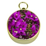 Bougainvillea  Gold Compasses Front