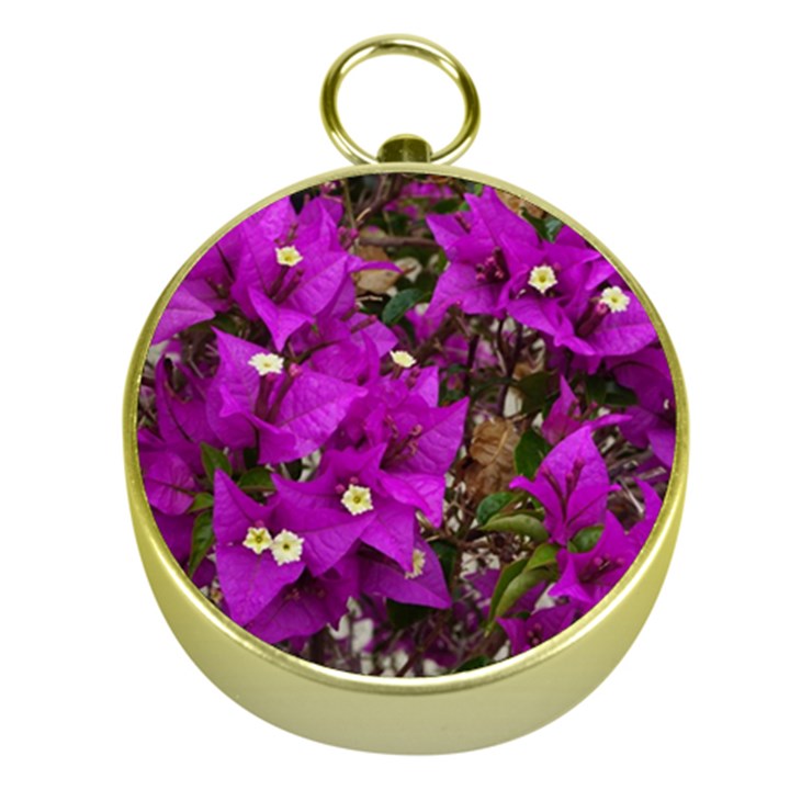 Bougainvillea  Gold Compasses