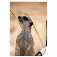 Meercat Canvas 24  X 36  (unframed)