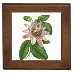 Passion Flower - Vintage Framed Tiles by WensdaiAmbrose