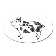 Pig Smiling Head Up Hand Drawn With Funny Cow Spots Black And White Oval Magnet by genx