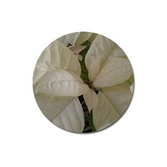 White Pointsettia Magnet 3  (round) by Riverwoman