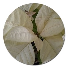 White Pointsettia Magnet 5  (round) by Riverwoman