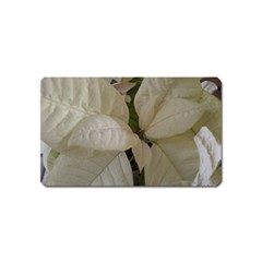 White Pointsettia Magnet (name Card) by Riverwoman