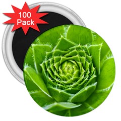 Wurz Houseleek Turmeric Plant 3  Magnets (100 Pack) by Pakrebo