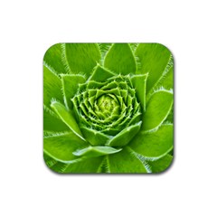 Wurz Houseleek Turmeric Plant Rubber Coaster (square)  by Pakrebo