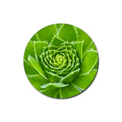 Wurz Houseleek Turmeric Plant Rubber Coaster (round)  by Pakrebo