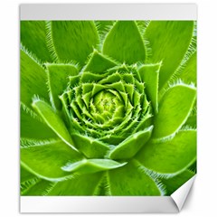 Wurz Houseleek Turmeric Plant Canvas 20  X 24  by Pakrebo