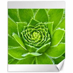 Wurz Houseleek Turmeric Plant Canvas 11  X 14  by Pakrebo