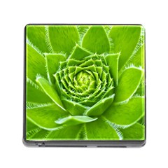 Wurz Houseleek Turmeric Plant Memory Card Reader (square 5 Slot) by Pakrebo