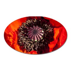 Ornamental Poppies Half Rosette Plant Oval Magnet by Pakrebo