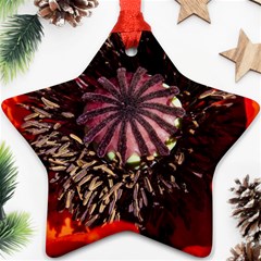 Ornamental Poppies Half Rosette Plant Star Ornament (two Sides) by Pakrebo