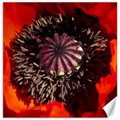 Ornamental Poppies Half Rosette Plant Canvas 16  X 16  by Pakrebo