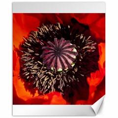 Ornamental Poppies Half Rosette Plant Canvas 16  X 20  by Pakrebo